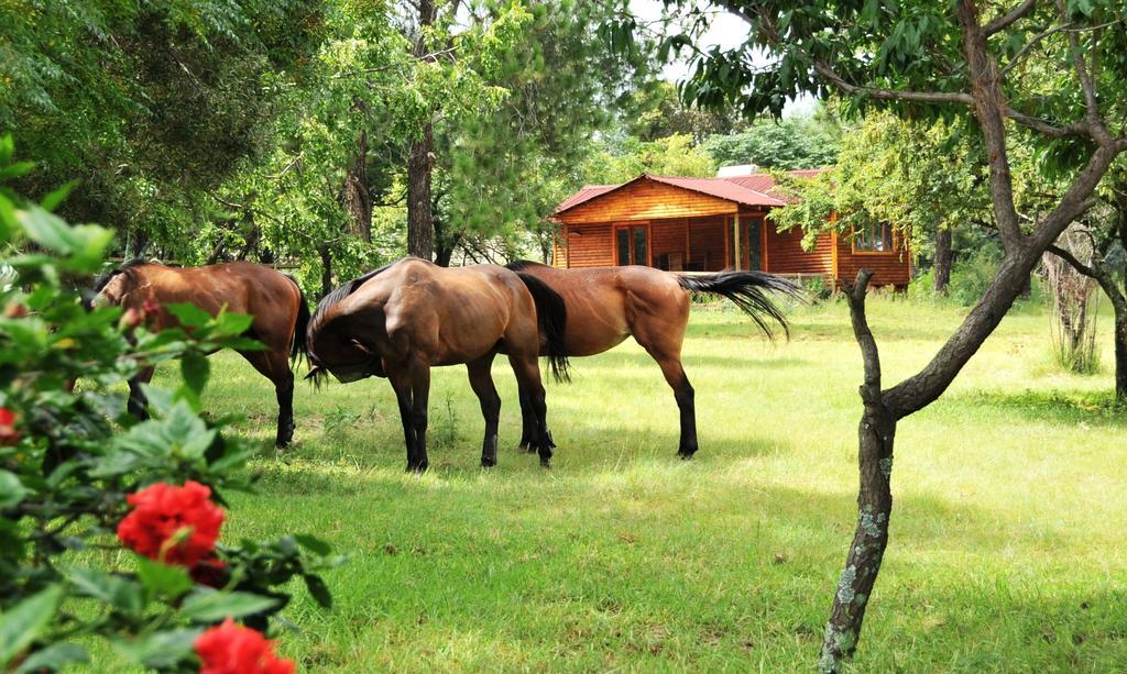 Pine Tree Lodge Midrand Dış mekan fotoğraf